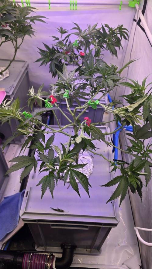 Gelato #45 RDWC Grow. Week 5