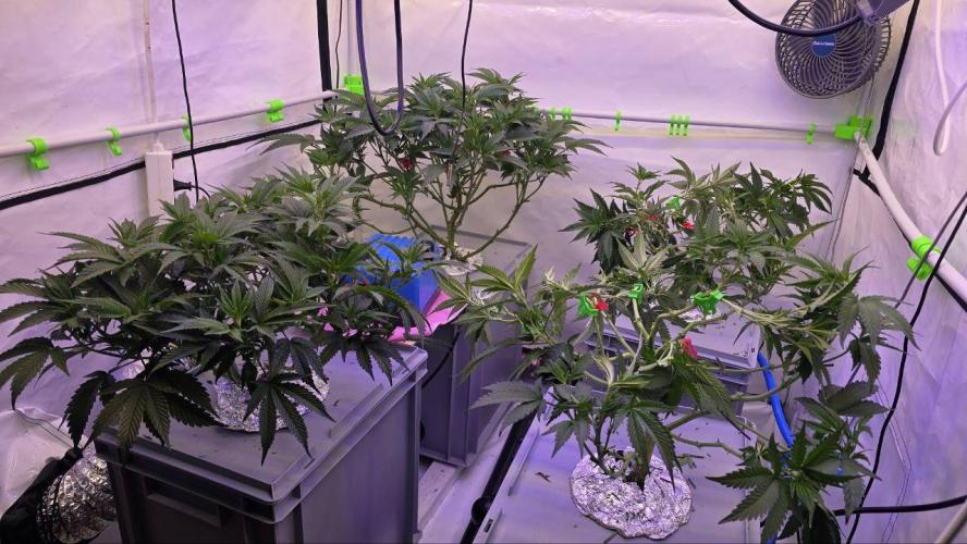 Gelato #45 RDWC Grow. Week 5