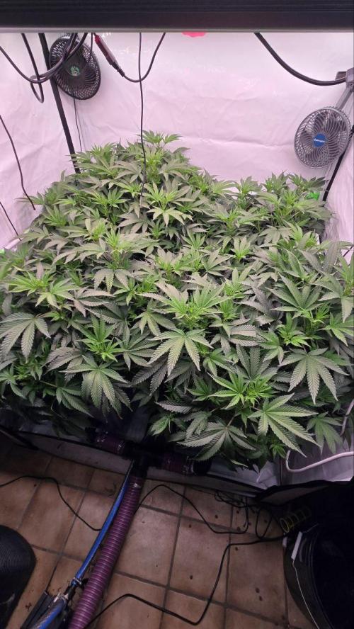 Gelato #45 RDWC Grow. Week 6
