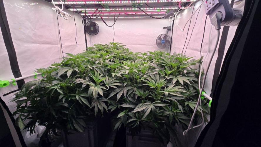 Gelato #45 RDWC Grow. Week 6
