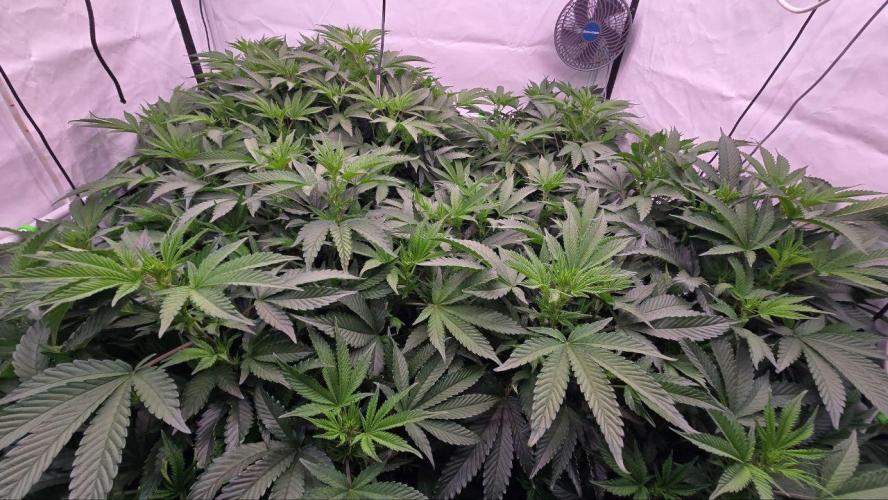 Gelato #45 RDWC Grow. Week 6