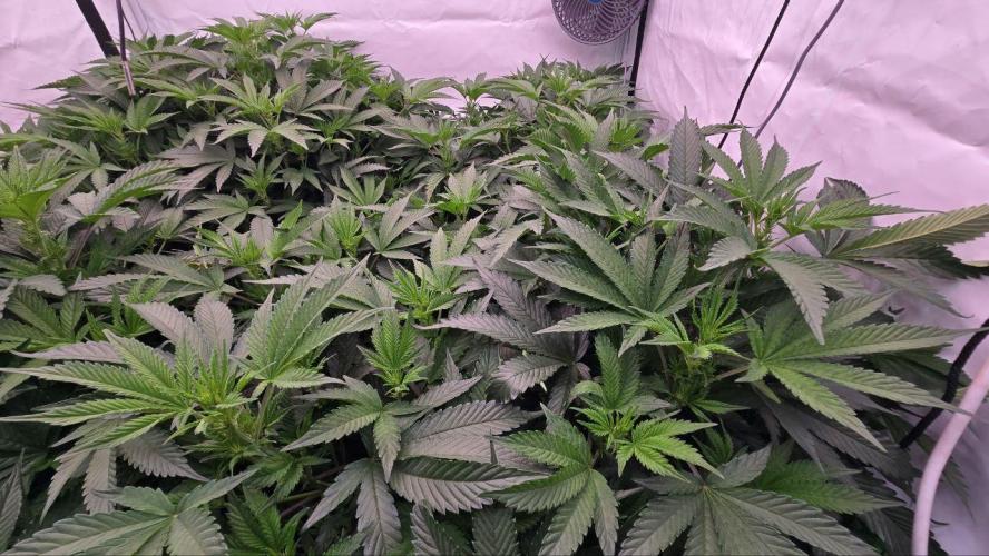 Gelato #45 RDWC Grow. Week 6