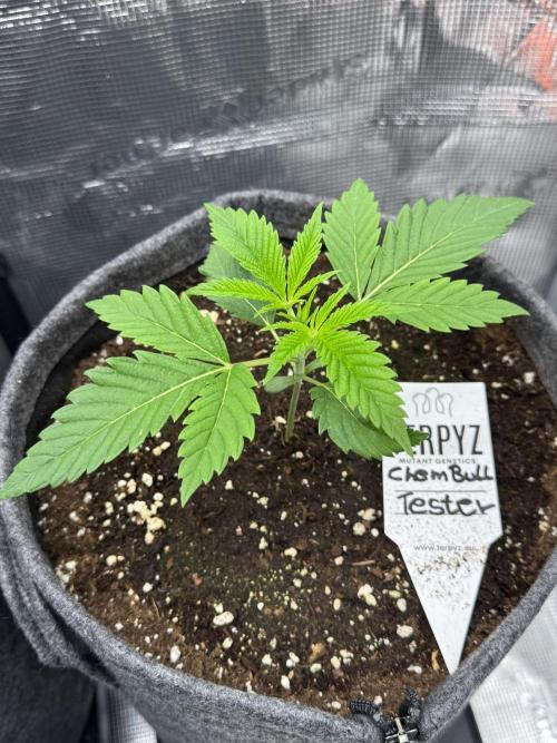 TerpyZ Room. Week 2 - ChemBull Tester