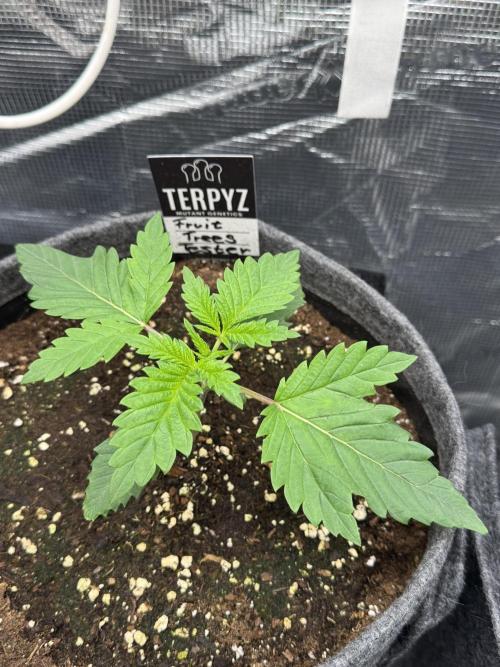 TerpyZ Room. Week 2 - Fruit Trees Tester