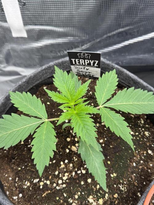 TerpyZ Room. Week 2 - Dirty Sour Tester