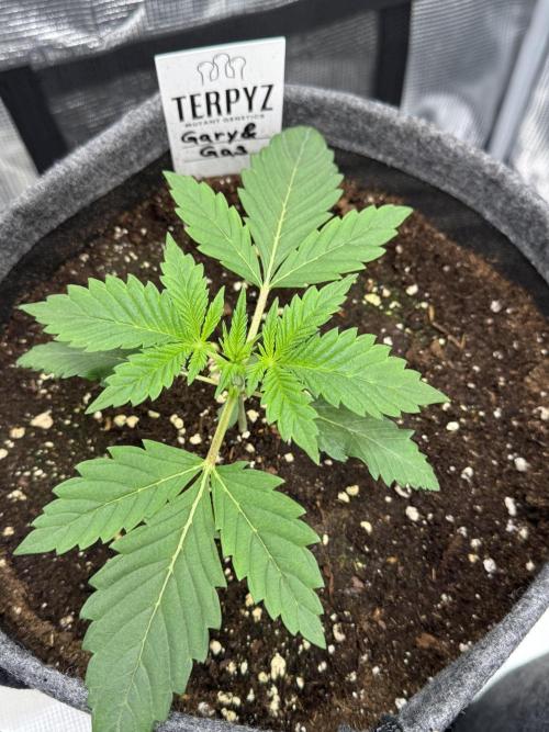 TerpyZ Room. Week 2 - Gary&Gas