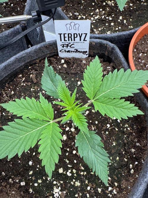 TerpyZ Room. Week 2 - FFC ChemBanger