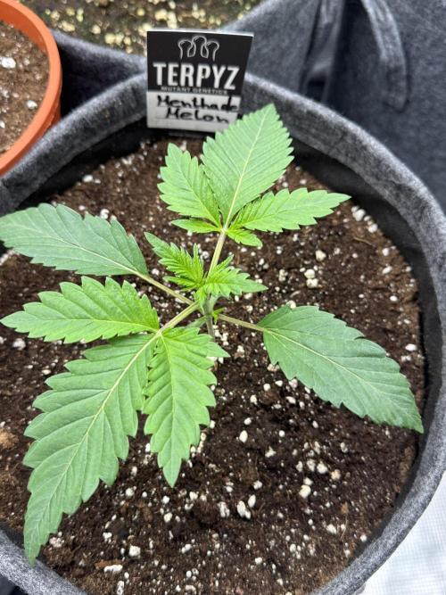 TerpyZ Room. Week 2 - Mentha de Melon