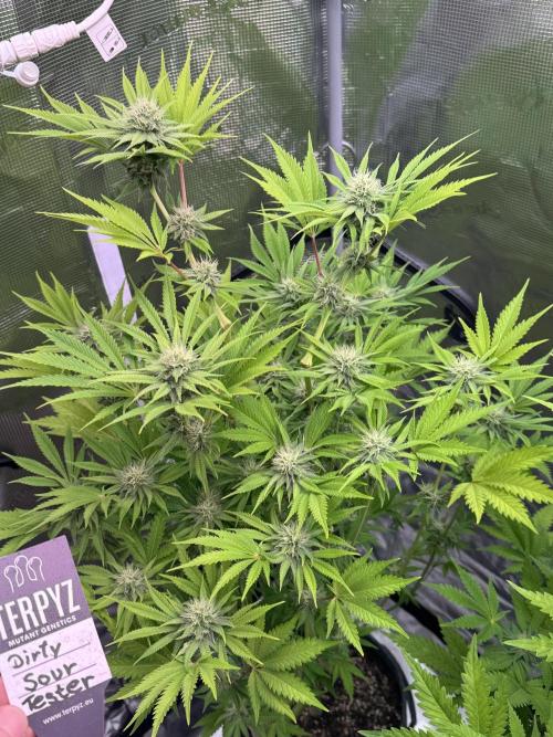 TerpyZ Room. Week 10