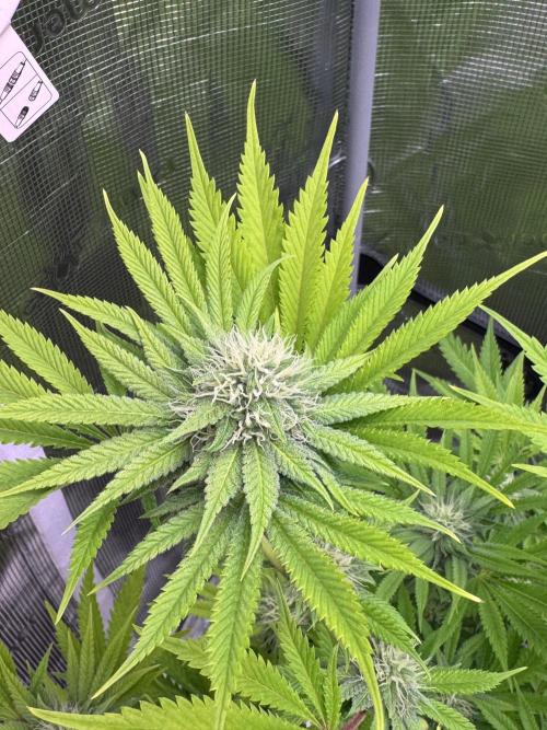 TerpyZ Room. Week 10