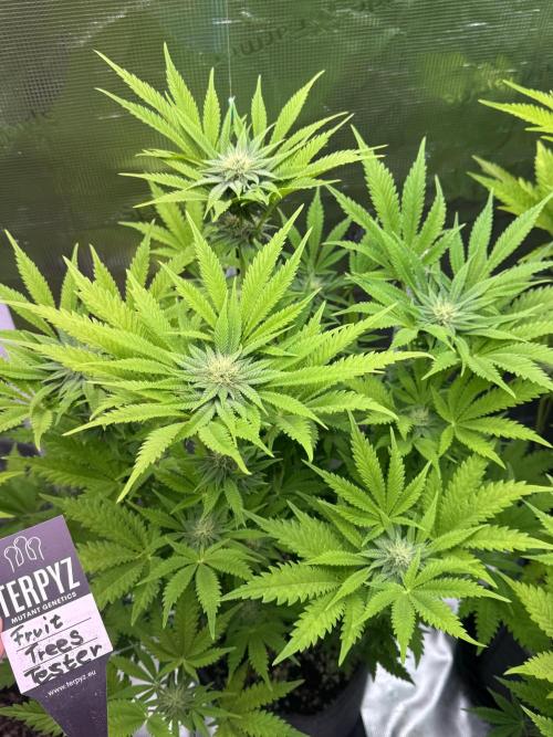 TerpyZ Room. Week 10