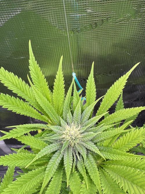 TerpyZ Room. Week 10