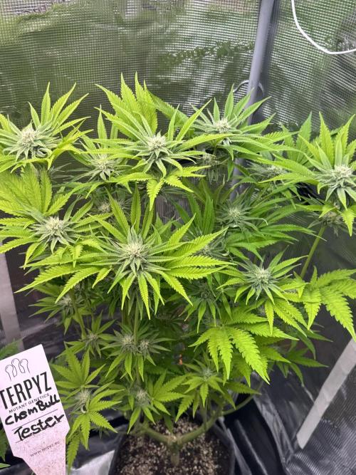 TerpyZ Room. Week 10