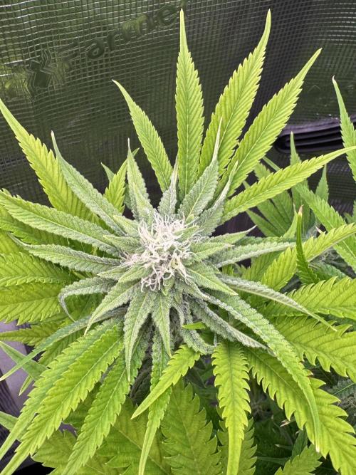 TerpyZ Room. Week 10