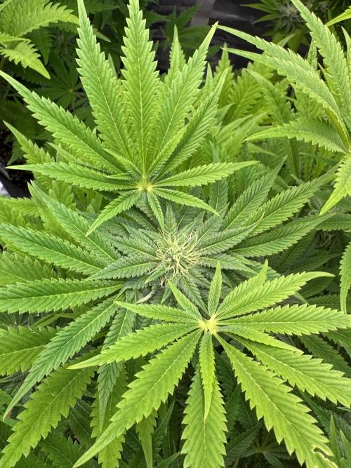 TerpyZ Room. Week 10