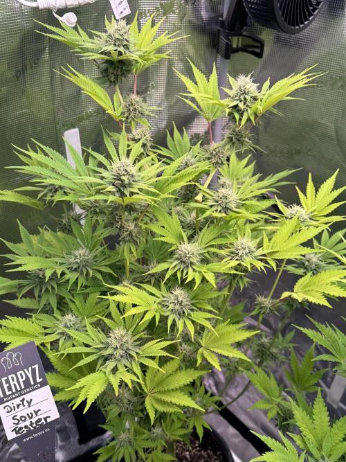 TerpyZ Room. Week 11