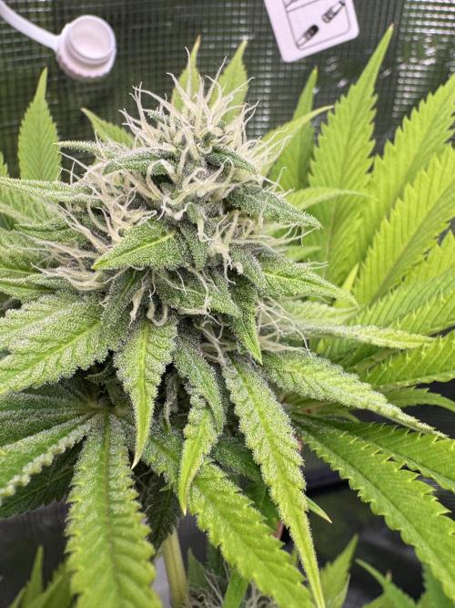 TerpyZ Room. Week 11