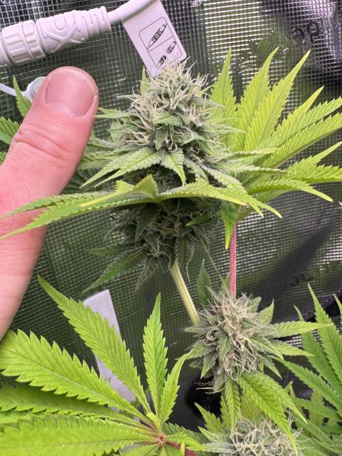 TerpyZ Room. Week 11