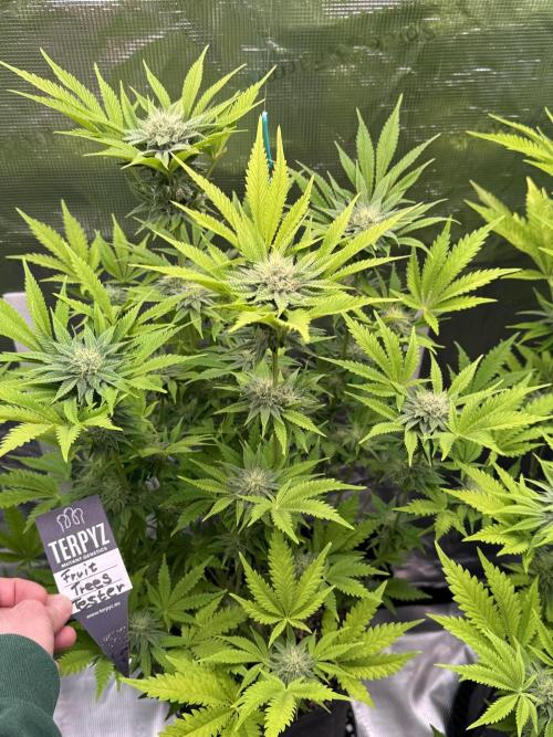 TerpyZ Room. Week 11