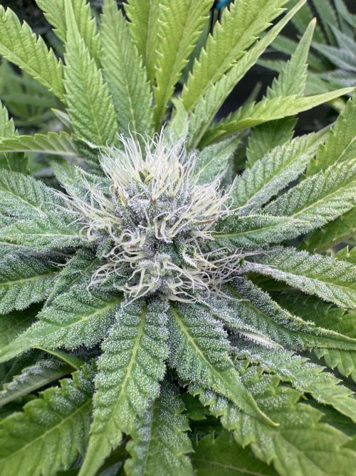 TerpyZ Room. Week 11