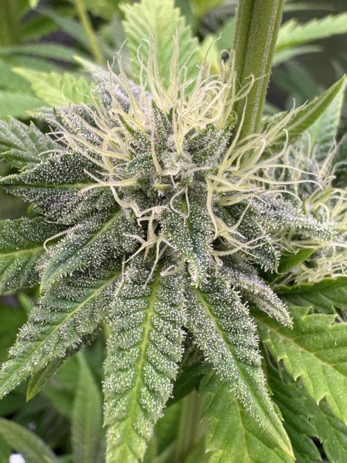 TerpyZ Room. Week 11