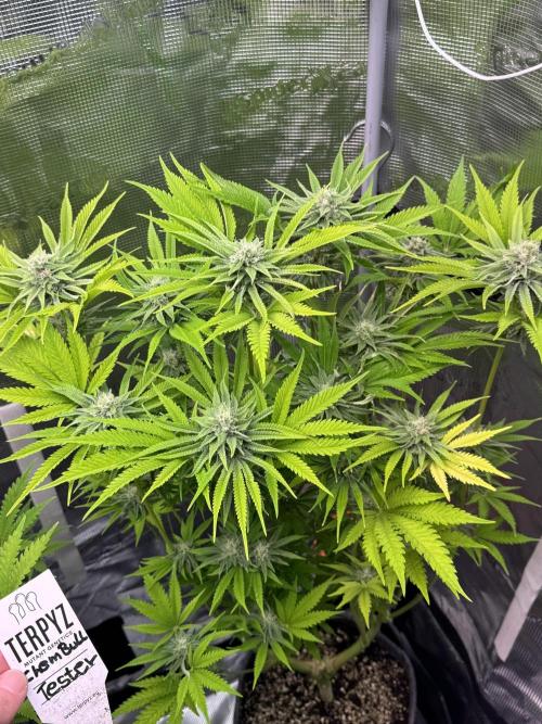 TerpyZ Room. Week 11