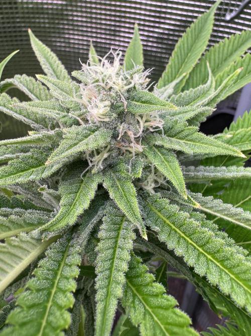 TerpyZ Room. Week 11