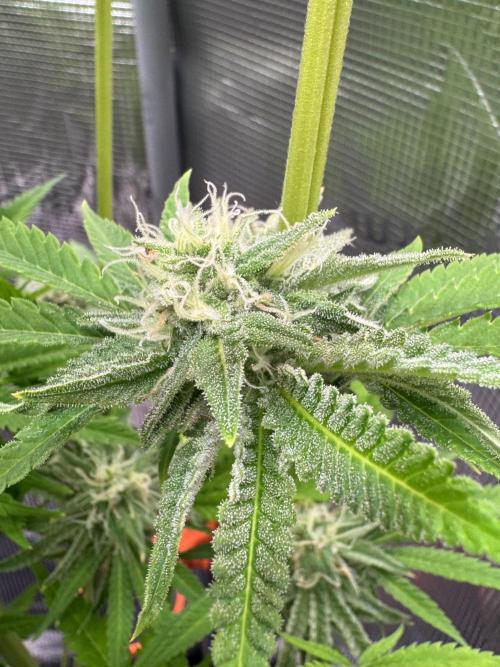 TerpyZ Room. Week 11