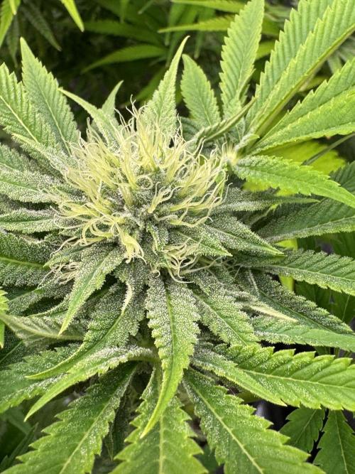 TerpyZ Room. Week 11