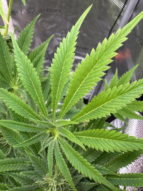 TerpyZ Room. Week 11