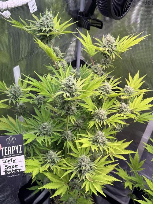 TerpyZ Room. Week 12