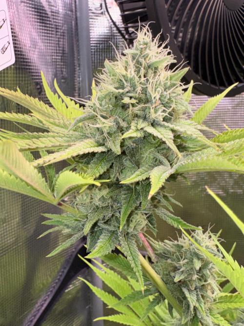 TerpyZ Room. Week 12