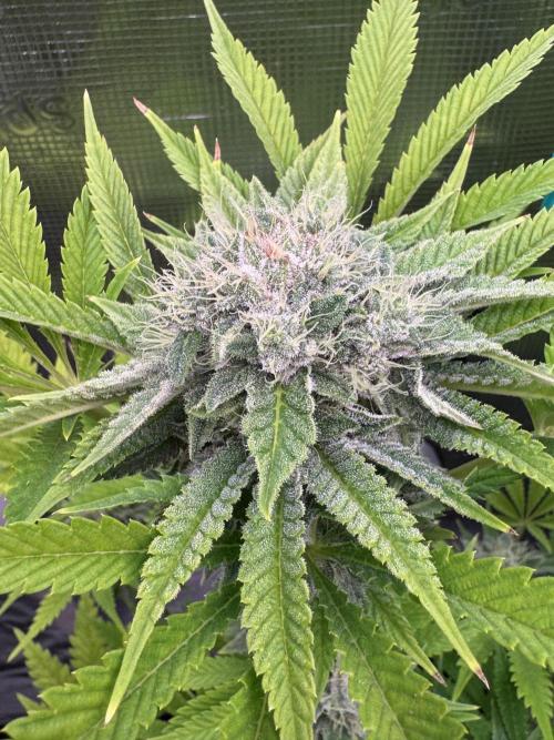 TerpyZ Room. Week 12