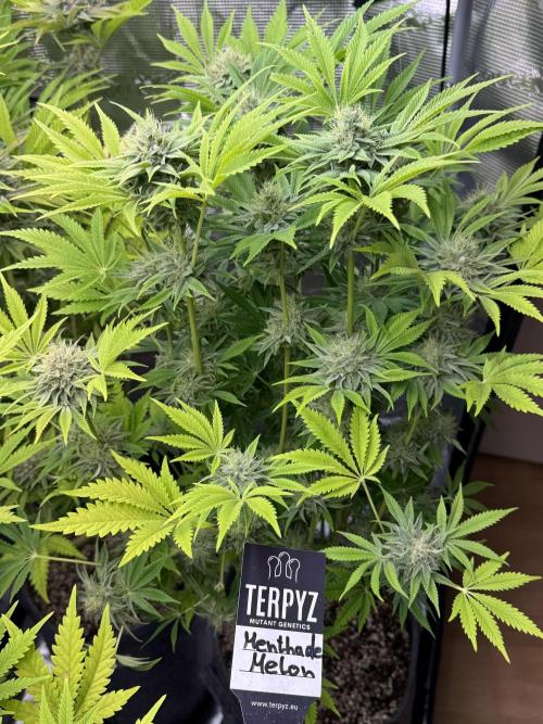 TerpyZ Room. Week 12