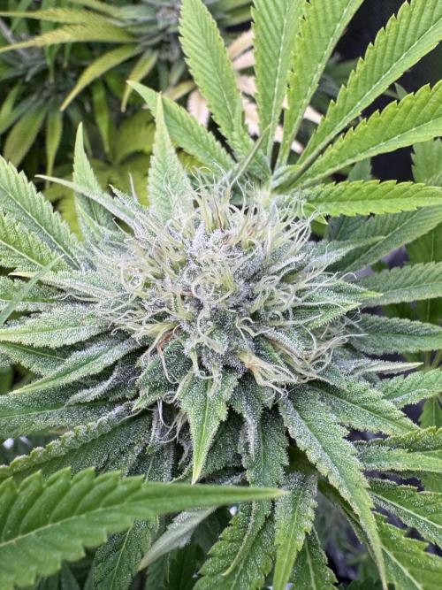 TerpyZ Room. Week 12