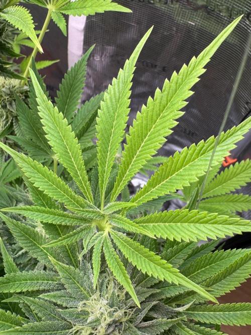 TerpyZ Room. Week 12