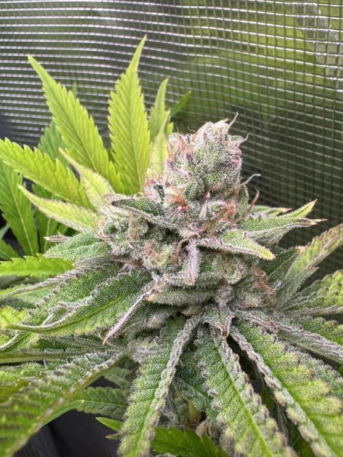 TerpyZ Room. Week 12