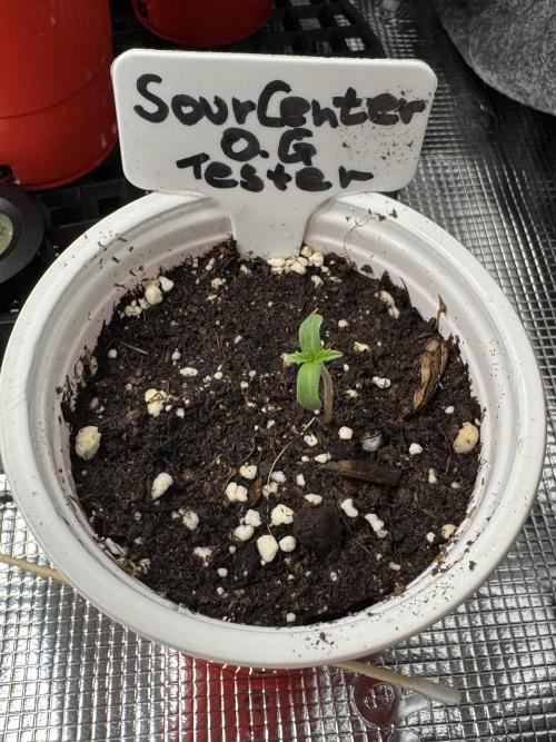 Test Showroom. Week 0