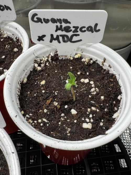 Test Showroom. Week 0