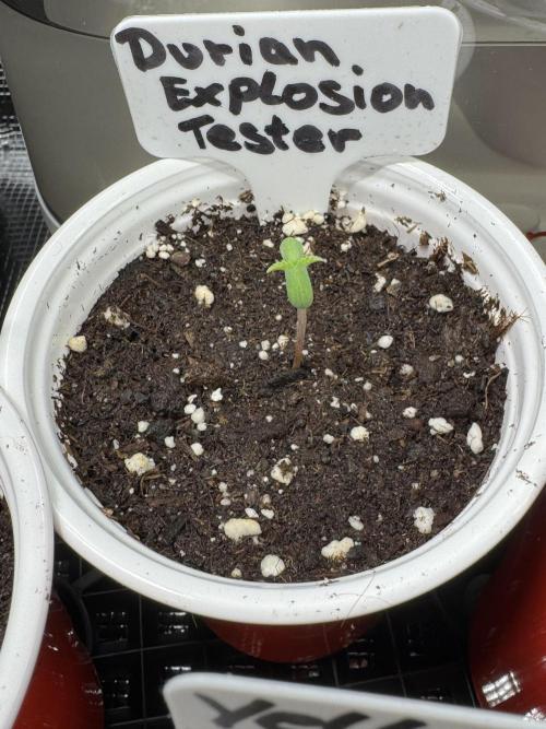 Test Showroom. Week 0