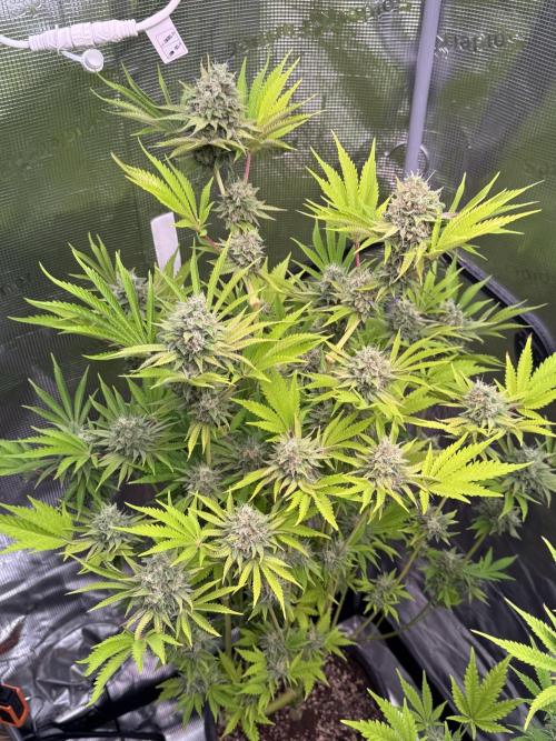 TerpyZ Room. Week 13