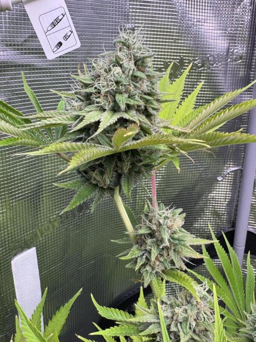 TerpyZ Room. Week 13