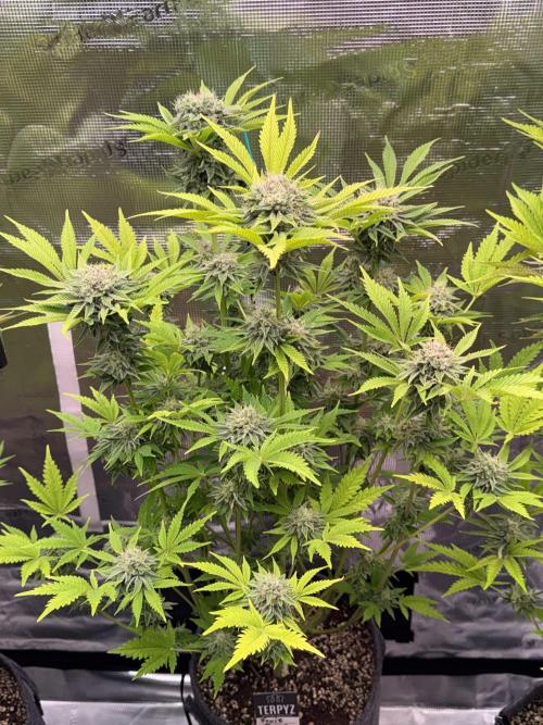 TerpyZ Room. Week 13