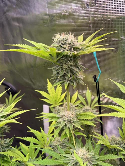 TerpyZ Room. Week 13