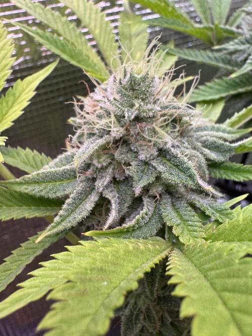 TerpyZ Room. Week 13