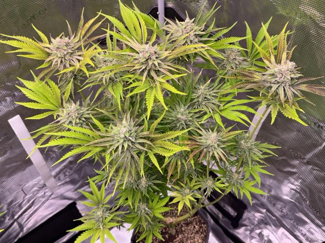 TerpyZ Room. Week 13