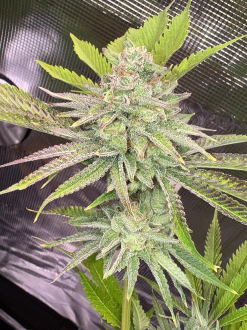 TerpyZ Room. Week 13