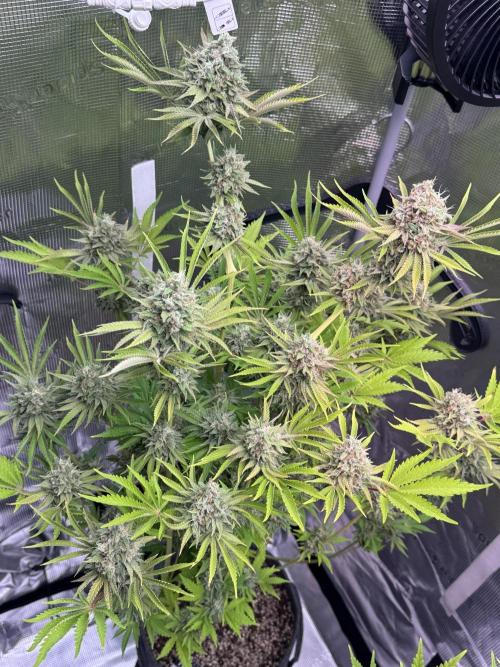 TerpyZ Room. Week 14 - Dirty Sour