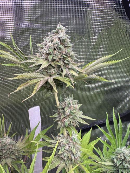 TerpyZ Room. Week 14 - Dirty Sour