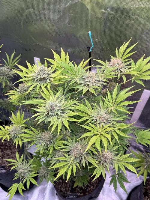 TerpyZ Room. Week 14 - Mentha de Melon